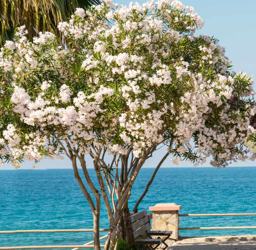 White Oleander Tree 25G