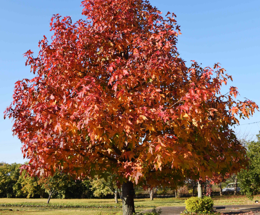 Sweet Gum Tree 25G