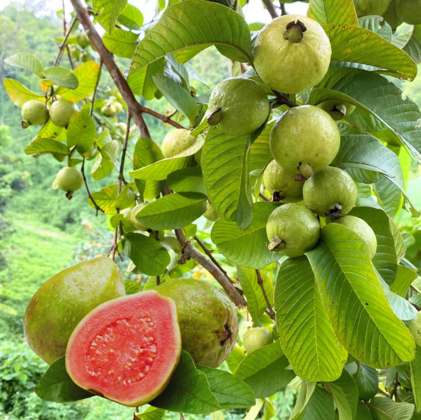 Guava Tree 25G