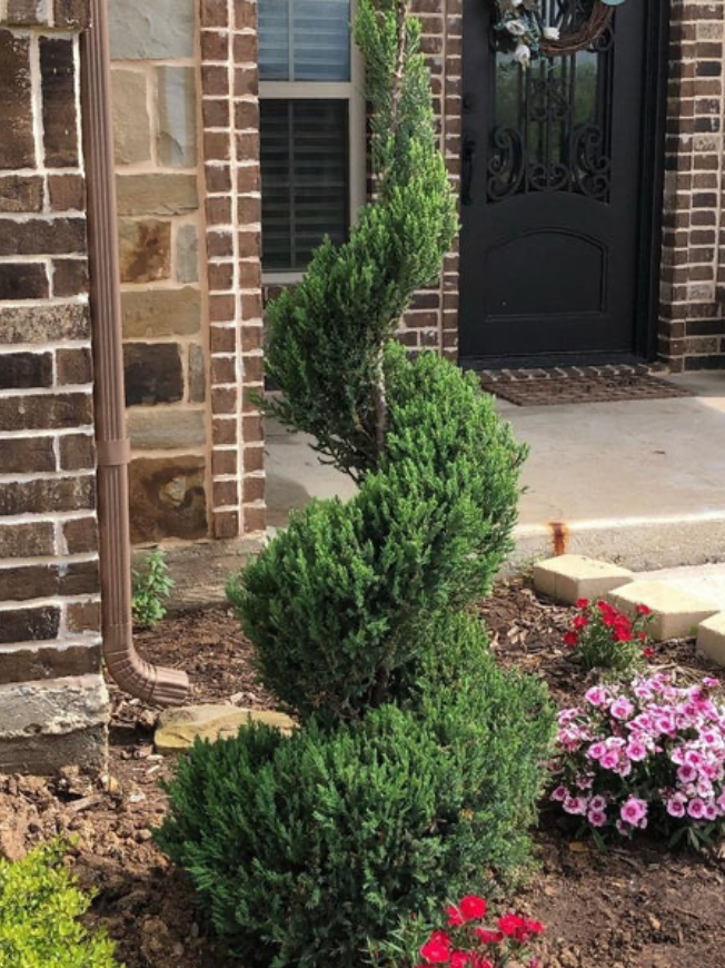 Taylor Juniper – Spiral Topiary 30G