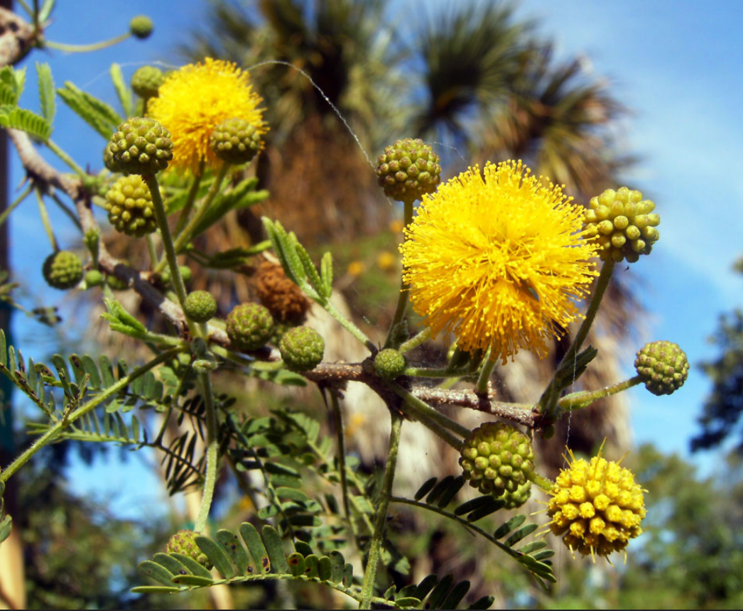 Sweet Acacia Tree 25G