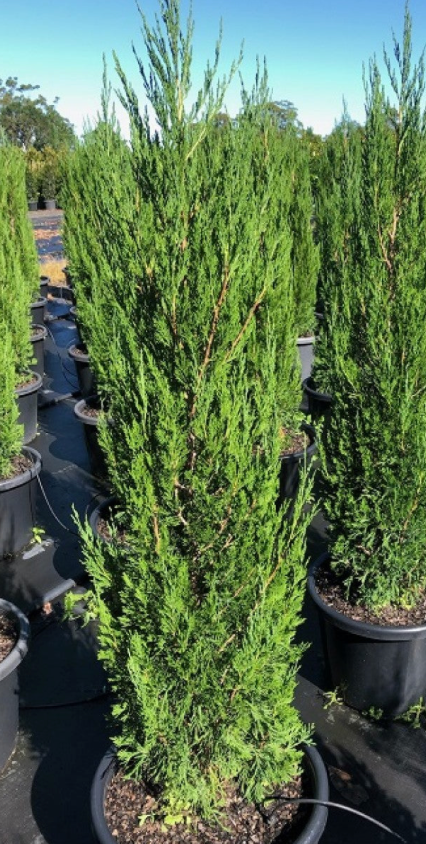 Spartan Juniper Tree 25G