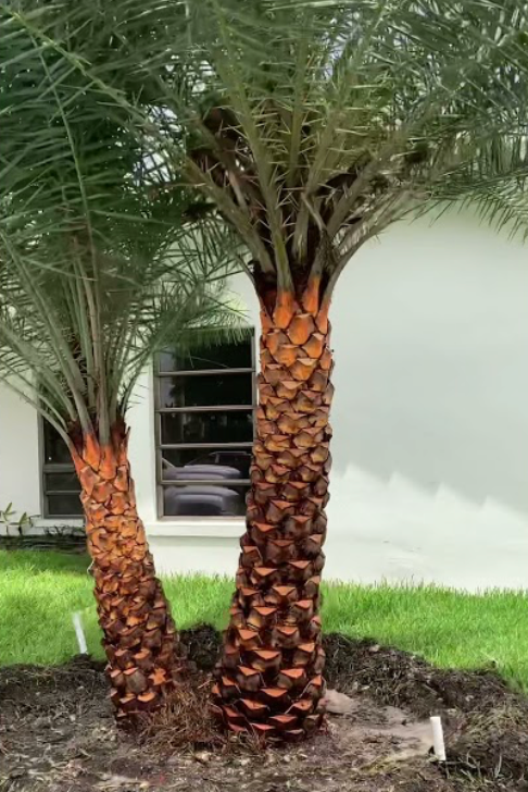 Sylvester Palm Double 25G