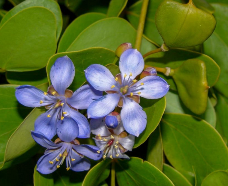 Lignum Vitae Tree 25G