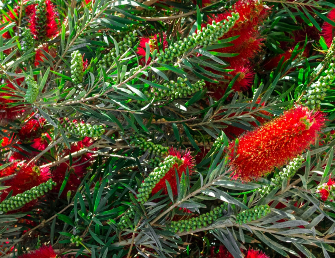 Bottlebrush Tree 30G