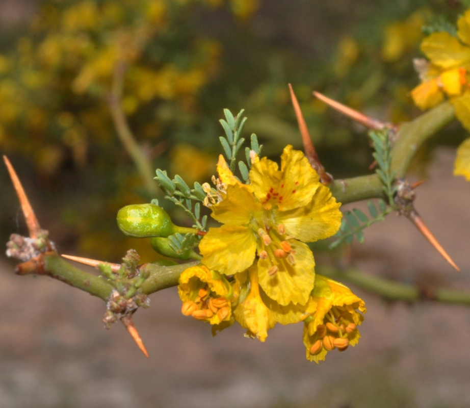 Jerusalem Thorn Tree 25G