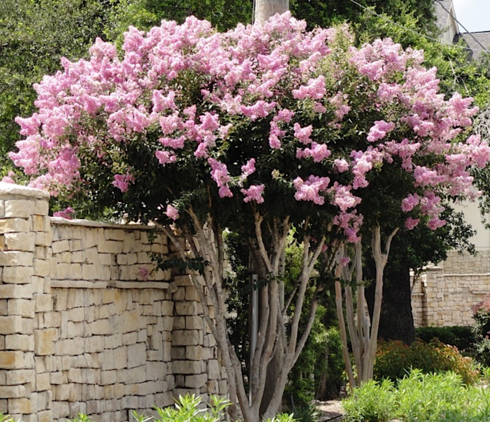 Crape Myrtle Multi Lavender Tree 25G