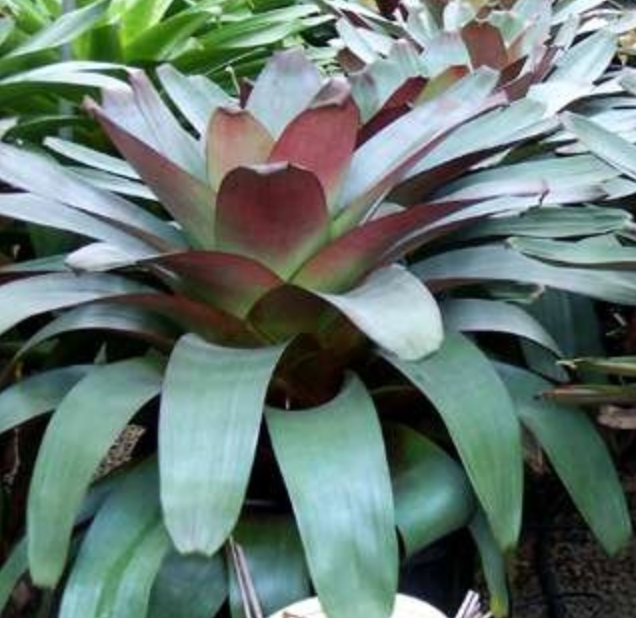 Bromeliad Imperialis 25G