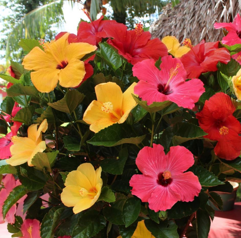 Braided Hibiscus (Various Colors) 25G