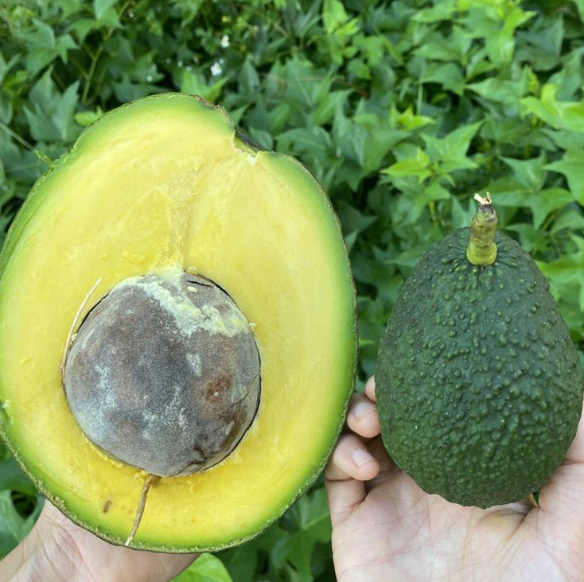 Marcus Pumpkin Avocado Tree 25G