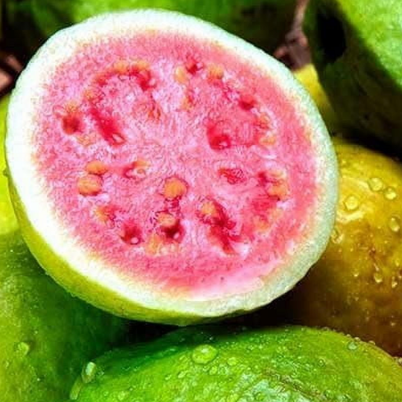 Guava Ruby Supreme Tree 25G