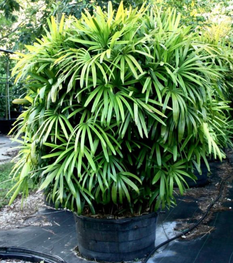 Lady Palm Tree  25G