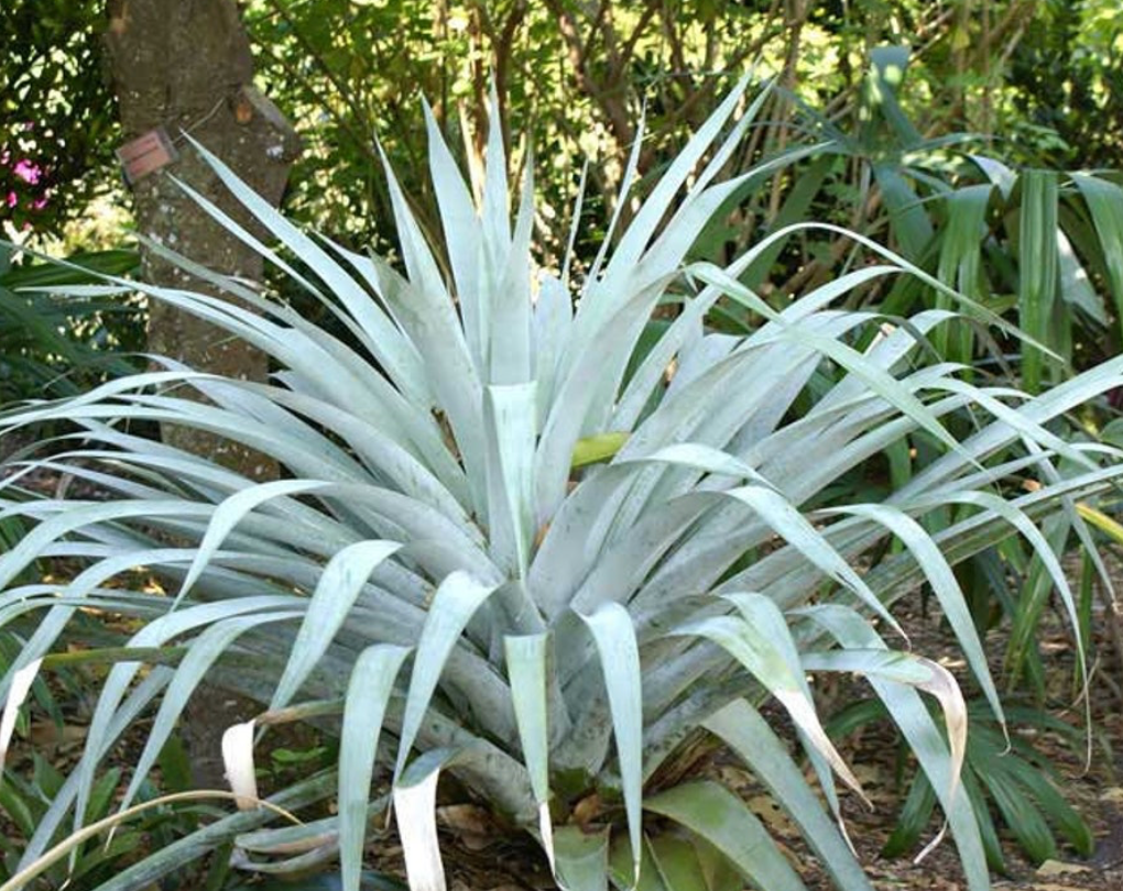 Alcantarea Odorata Bromeliad 25G