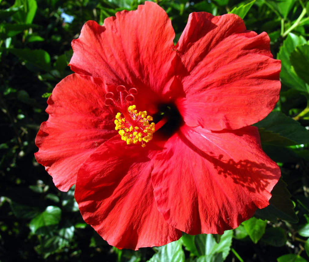 Hibiscus (Red Hot) 25G