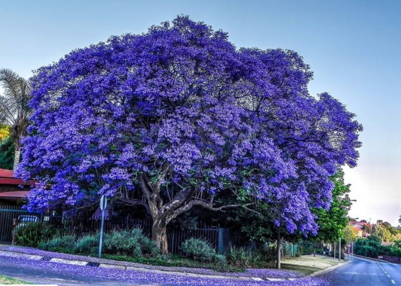 Jacaranda Tree 25G