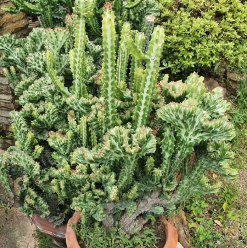 Candelabra Cactus 25G