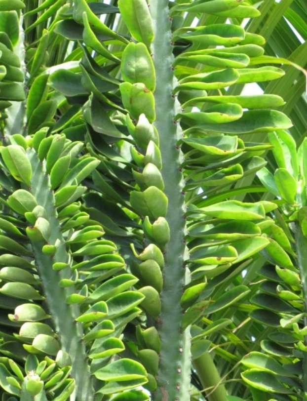 Indian Spurge Cactus 25G