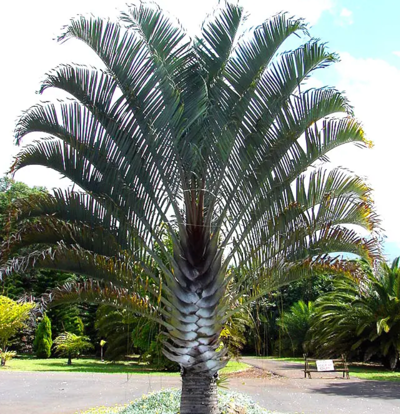 Triangle Palm Tree 25G