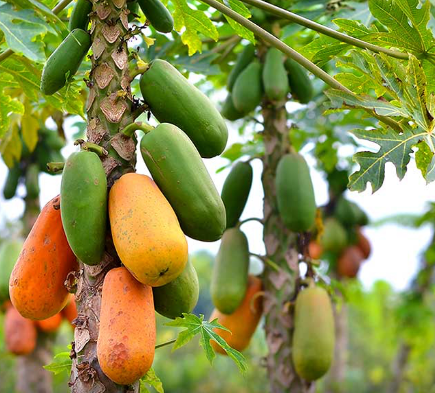 Papaya Tree (Double Trunk) 25G