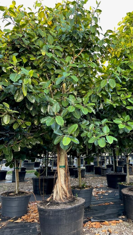 Banyan Tree (Extra Large)