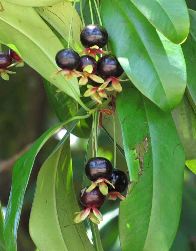 Grumichama Tree 7G - Urban Abundance