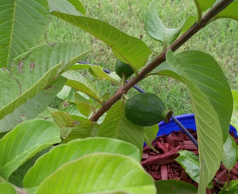 Guava (White) Tree 25G