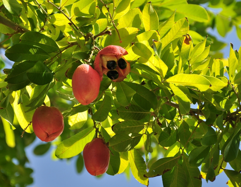 Ackee Tree 25G