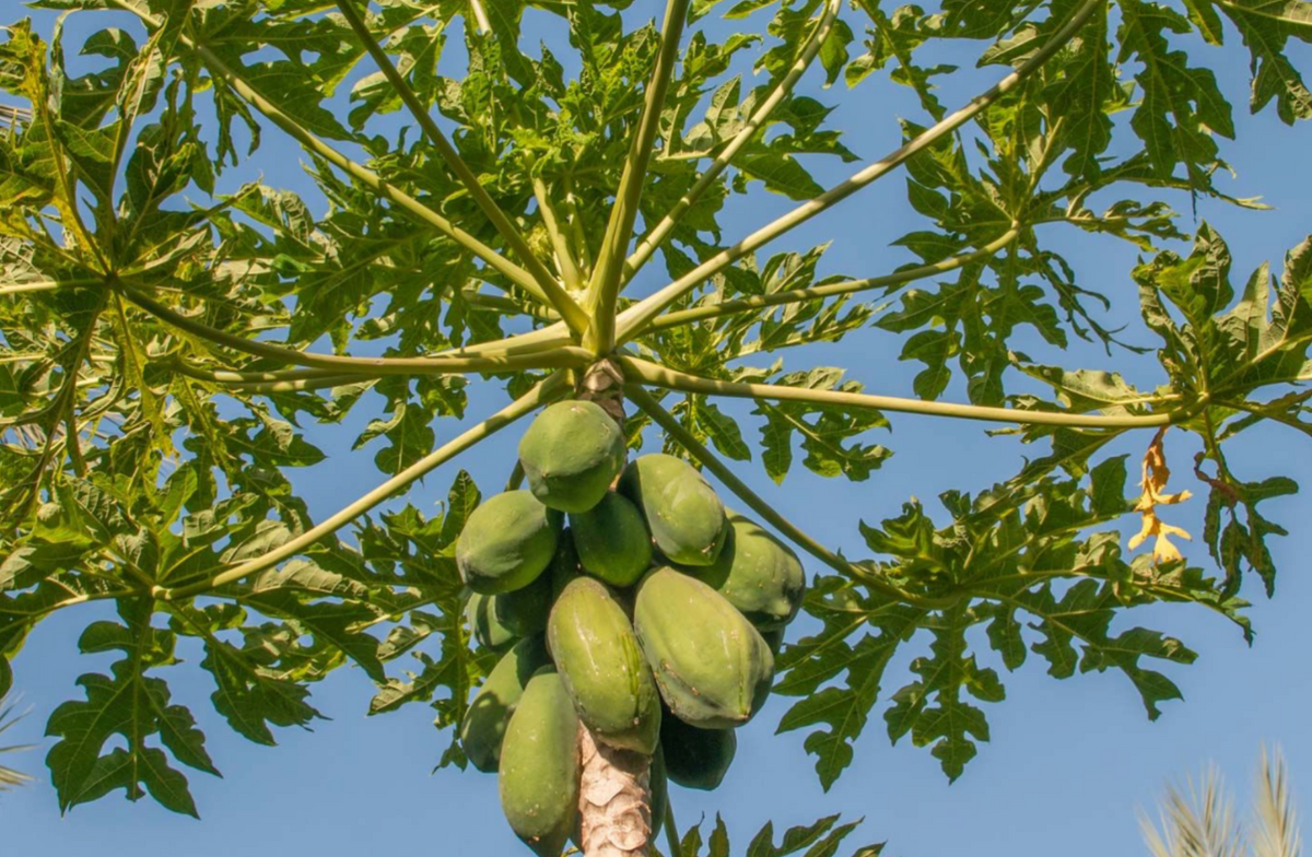 Papaya Tree 3G