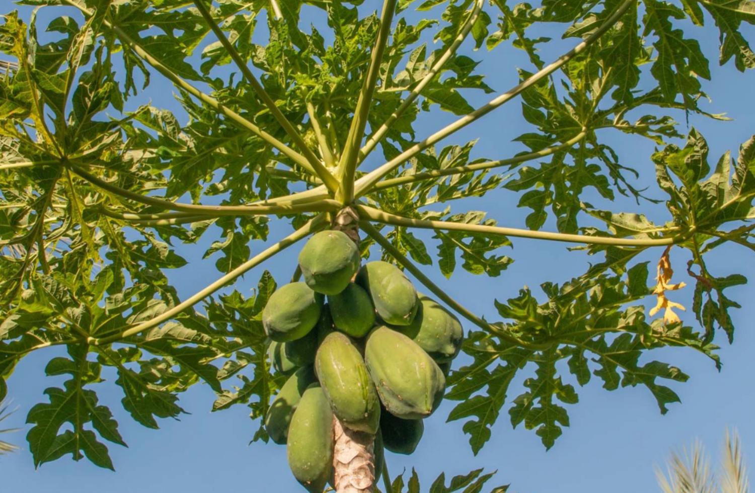 Papaya Tree 3G