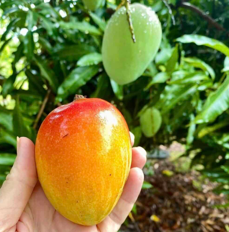 Glenn Mango Tree 15G