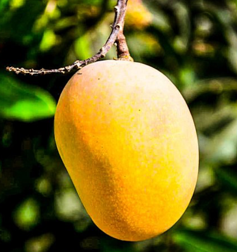 Florigon Mango Tree  25G