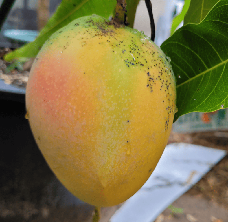 Venus Mango Tree 65G