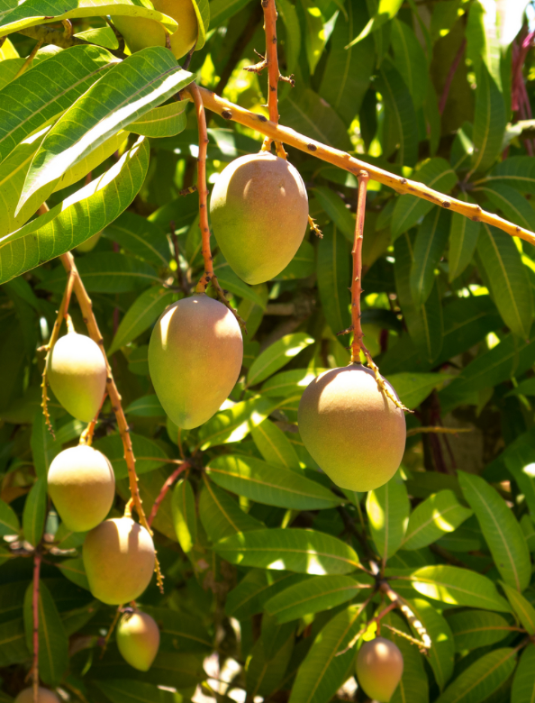 Carrie Mango Tree 65G
