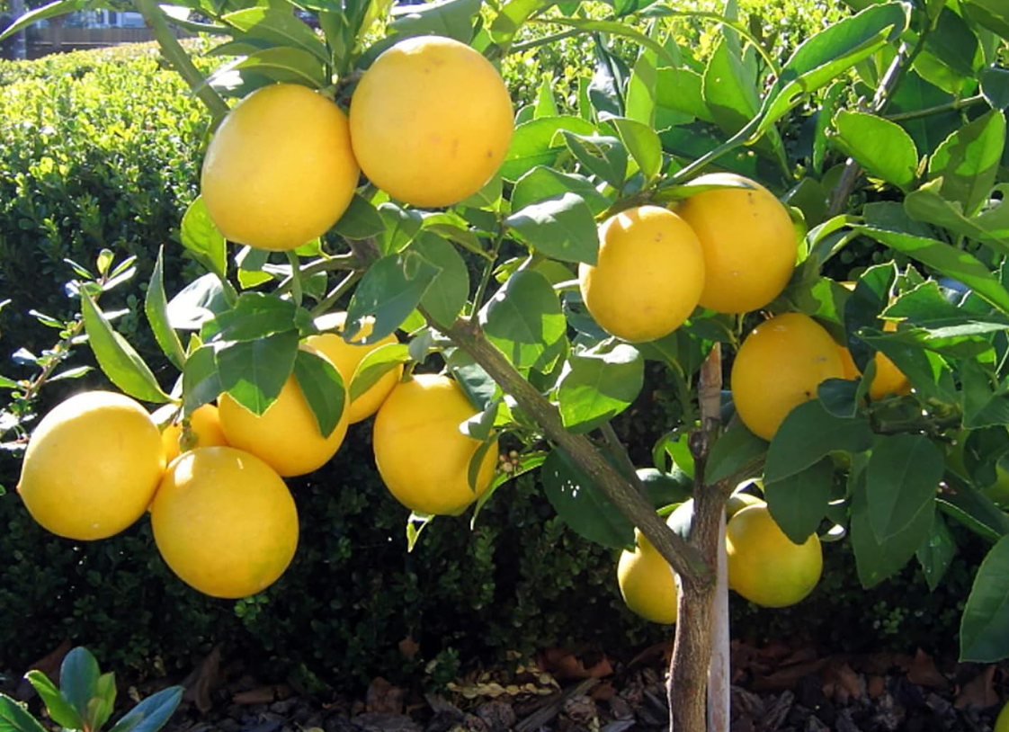 Bearss Lemon Tree 3G