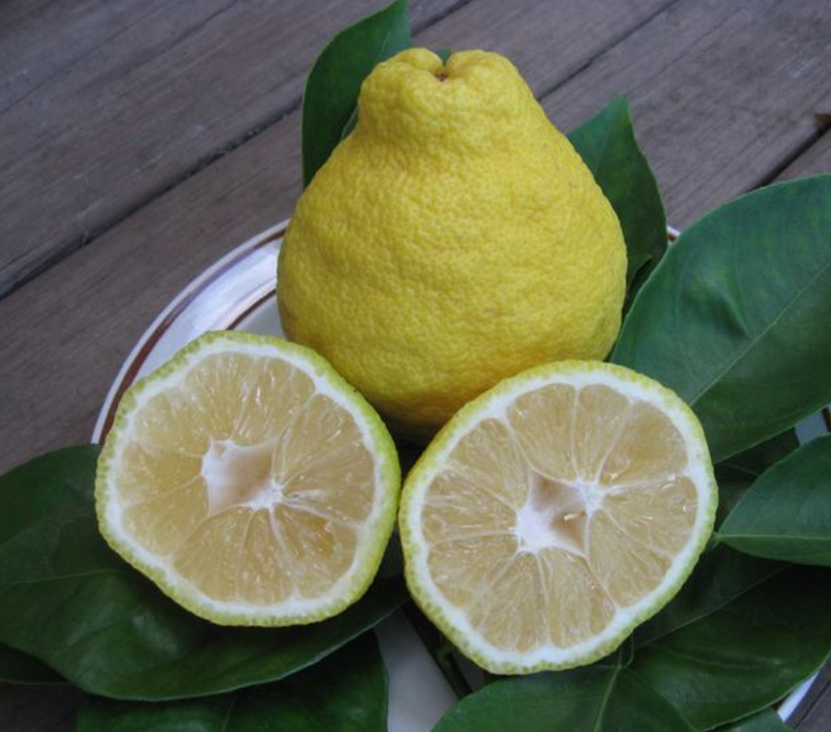 Sweet Sambokan Lemon Tree 7G