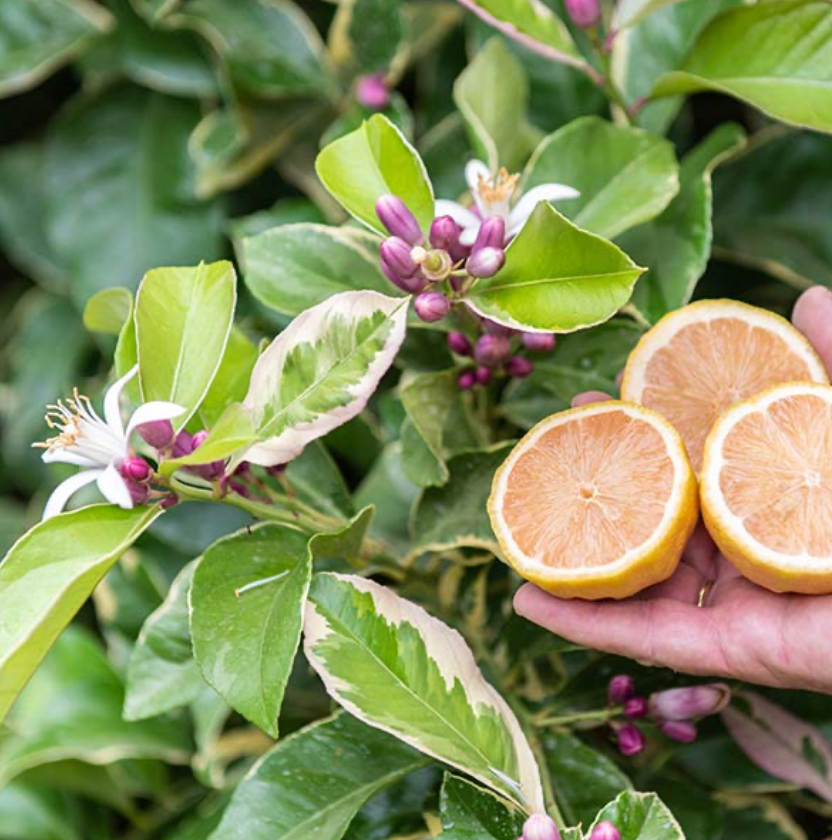 Pink Variegated Lemon Tree 7G