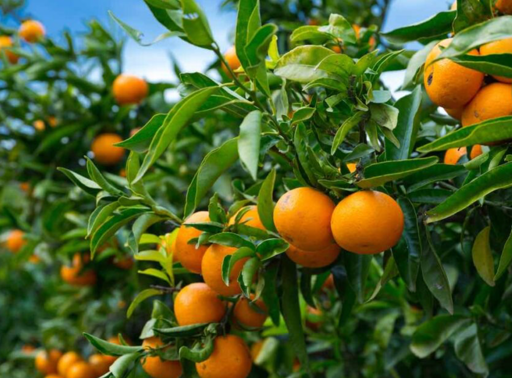 Orange Pineapple Tree 7G