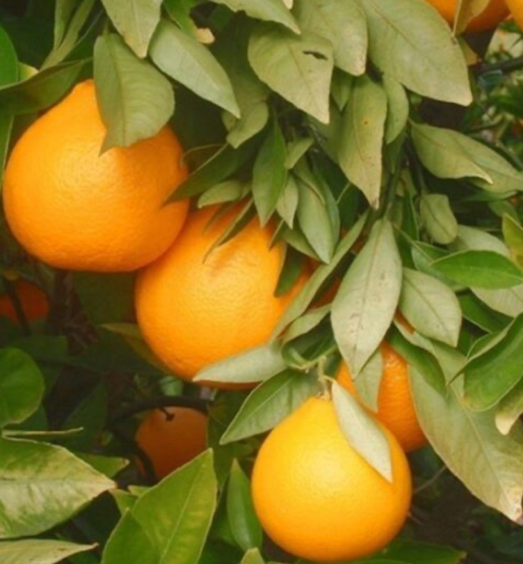 Ambersweet Orange Tree 7G