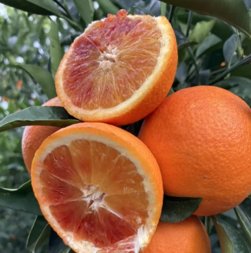 Red Navel Orange Tree 5G