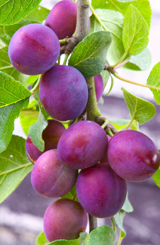 Methley Plum Tree 7G