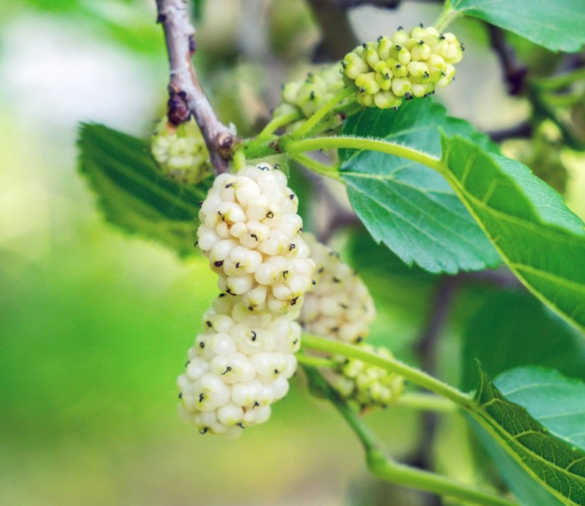 White Mulberry Tree 15G