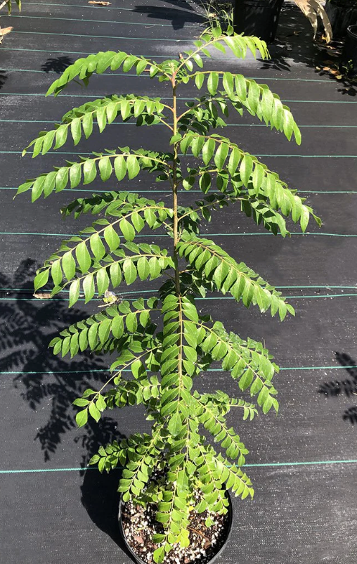 Curry Leaf Plant 15G