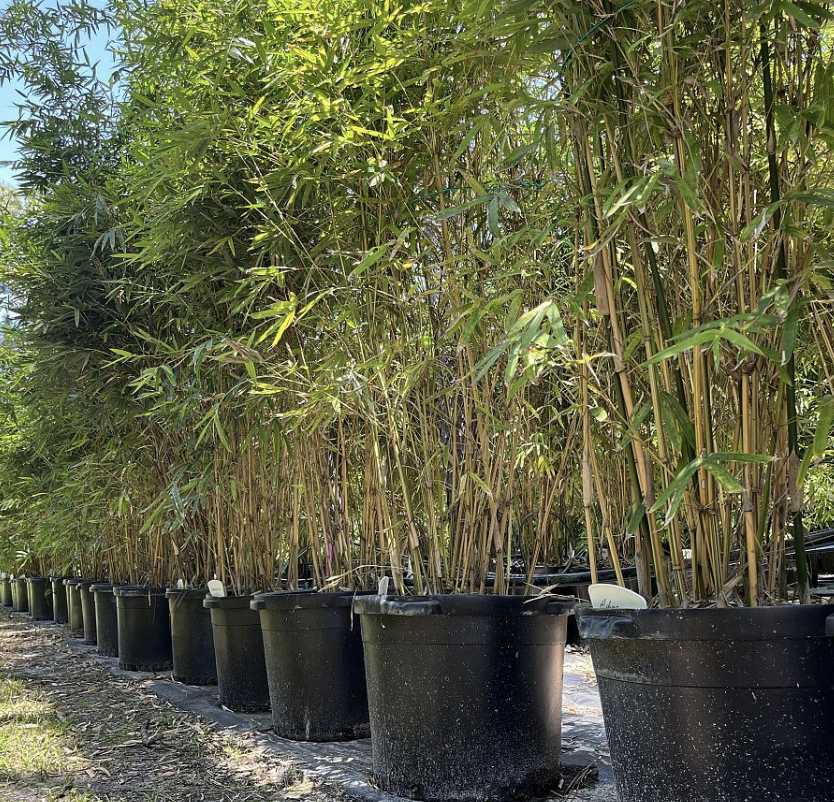 Bamboo Multi-Trunk 45G