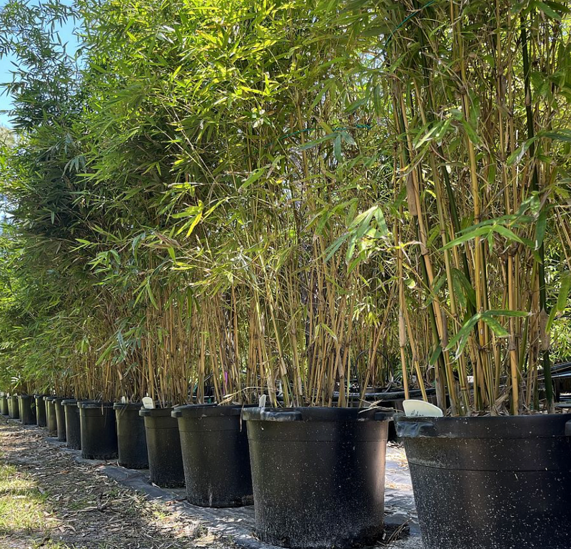 Bamboo Multi-Trunk 45G