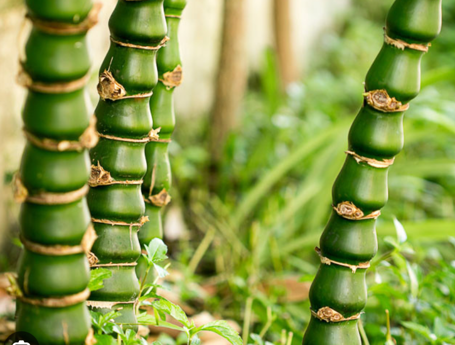 Buddha Belly Bamboo 45G