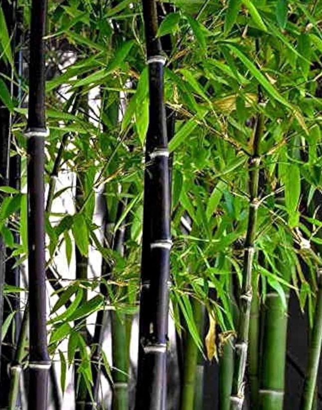 Black Bamboo 45G