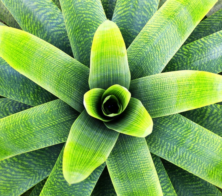 Bromeliad Green Assortment 3G
