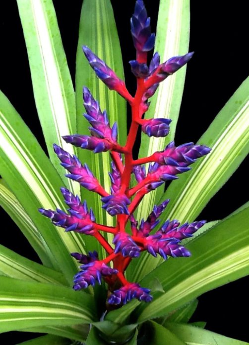 America Bromeliad 7G