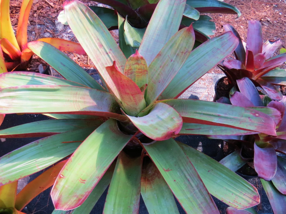 Bromeliad Imperialis 7G