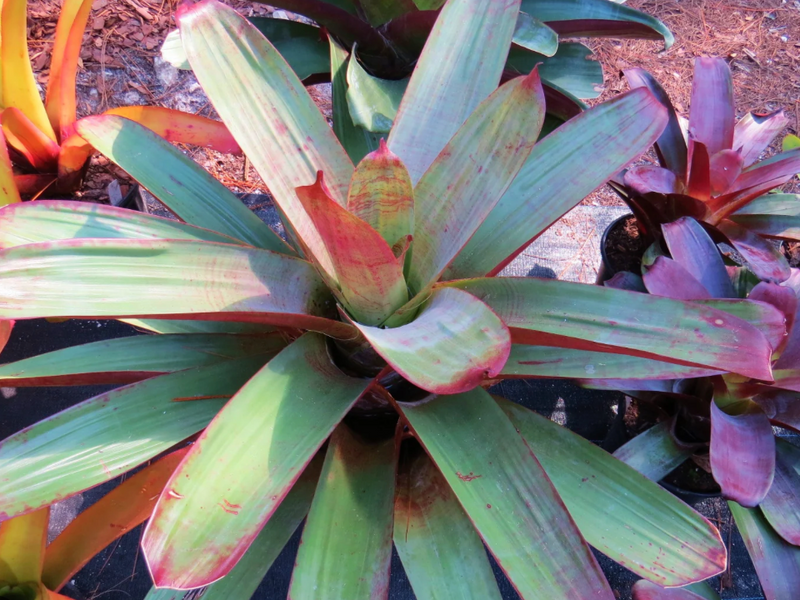 Bromeliad Imperialis 7G